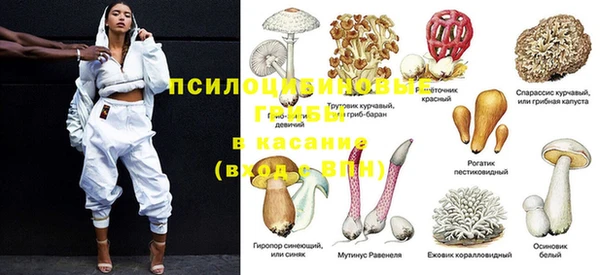 прущие грибы Абаза